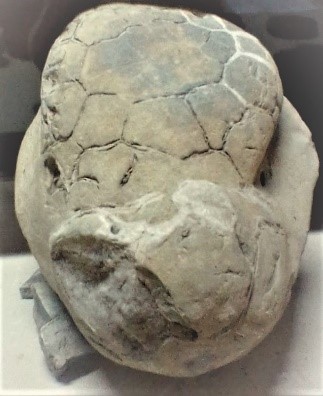 Черепаха из Кайнозойской эры
